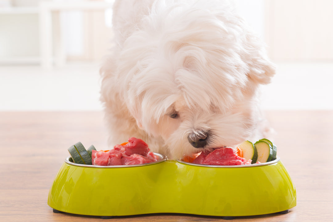 gutChek for Pets: Discover What Your Dog Needs to Feel Great